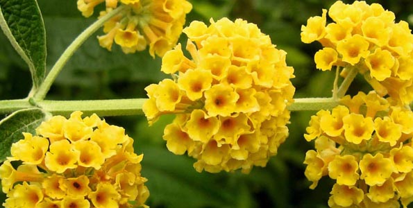 4 images d arbustres en fleur en 6 lettre