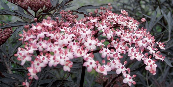 Chèvrefeuille Odorant Dhiver