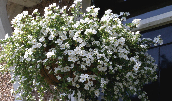 Bacopa - Sutera cordata - Plantes annuelles qui forme des 