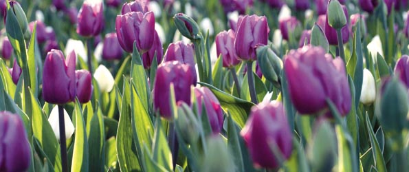 bulbe à fleurs en 4 lettres