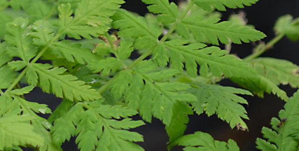 plante a arome citronne en 7 lettres