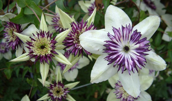 Clématite - Clematis Destiny Pot de 1,5L/2L - Gamm vert