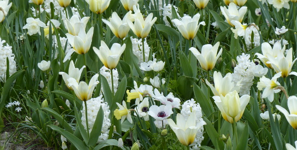 bulbe à fleurs en 4 lettres