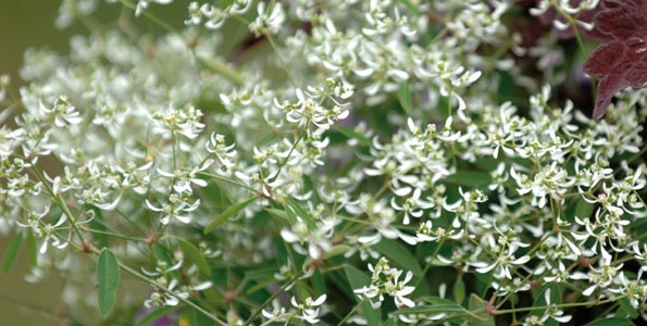 Euphorbe annuelle Diamond Frost - Chamaesyce hypericifolia - Euphorbia  graminifolia - variétés gélives à floraison vaporeuse blanche