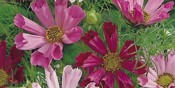 Graines de Cosmos, plantes populaires en grandes fleurs multicolores