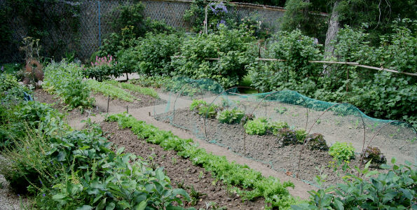 legumes par saison de plantation cat 1