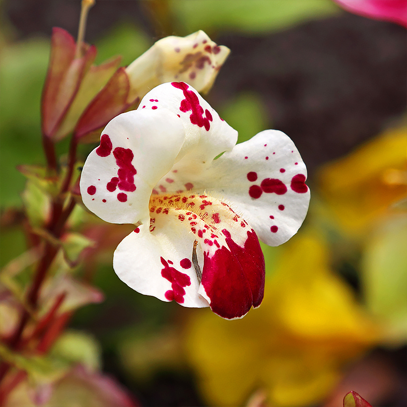 Graines de Mimulus