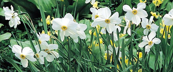 Résultat de recherche d'images pour "narcisses sauvages"