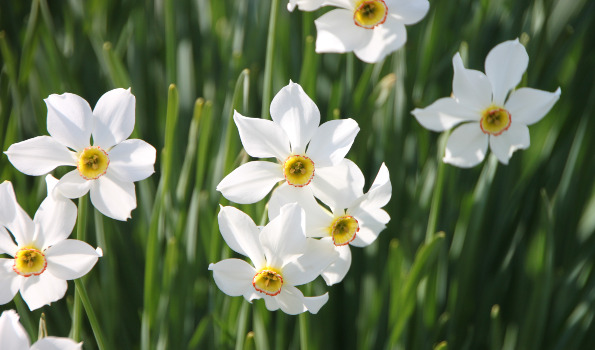 100/% garantie de floraison Bulbes à fleurs Bulbes à fleurs floraison estivale Couleur: blanc BULBi® Holland floraison estivale 40x Narcisse // jonquille /'Poeticus recurvus pheasant eye/'