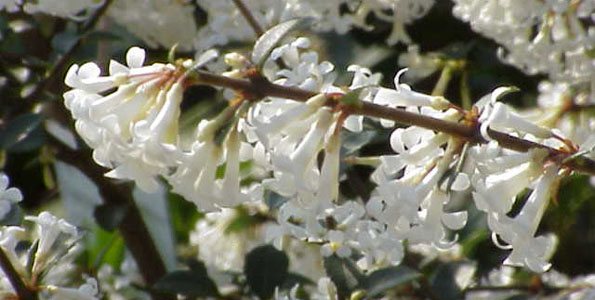arbre odorant en 10 lettres