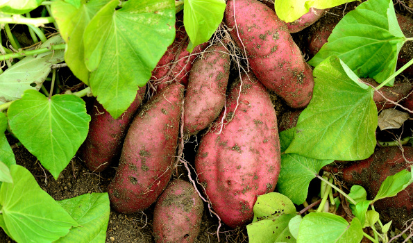 plante potagère 6 lettres