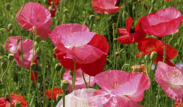100 pièces de graines de pavot Flander-Poppy Garden Poppy Fleurs rares vivaces Graines vivaces pour balcon/terrasse de jardin Soteer & Seed House 