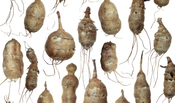 plante à tubercules en 4 lettres