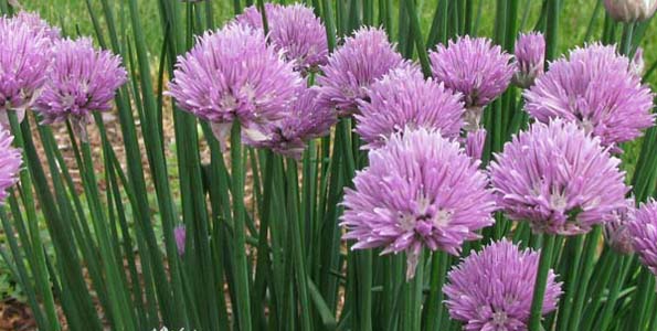 plante aromatique 8 lettres