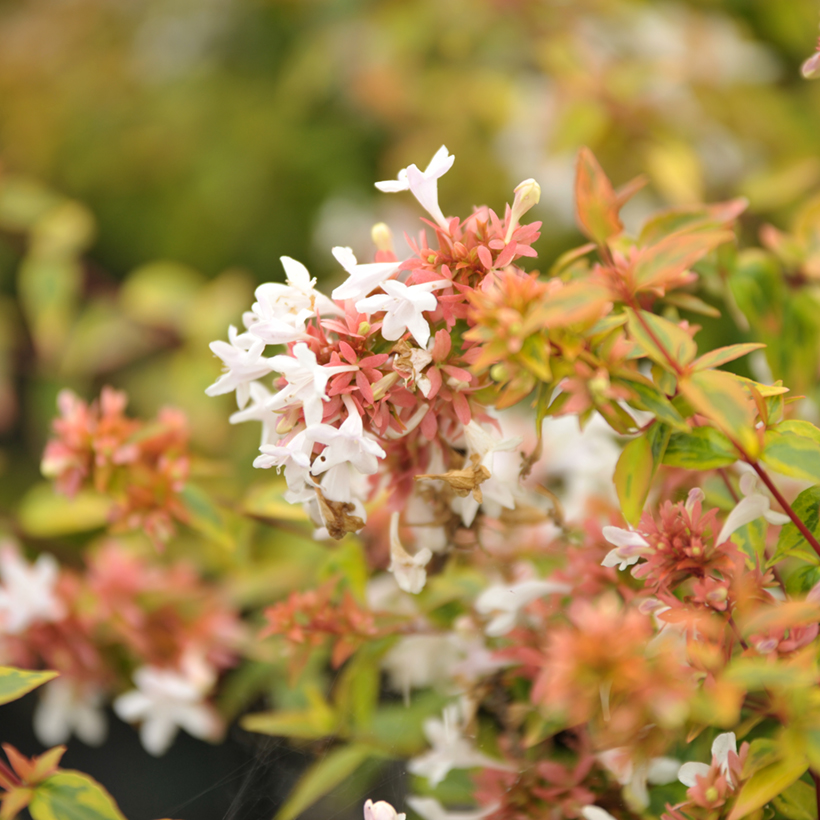 Abelia X Grandiflora 'Kaleidoscope' - Arbuste Nain Panaché En Conteneur 3-4 Litres