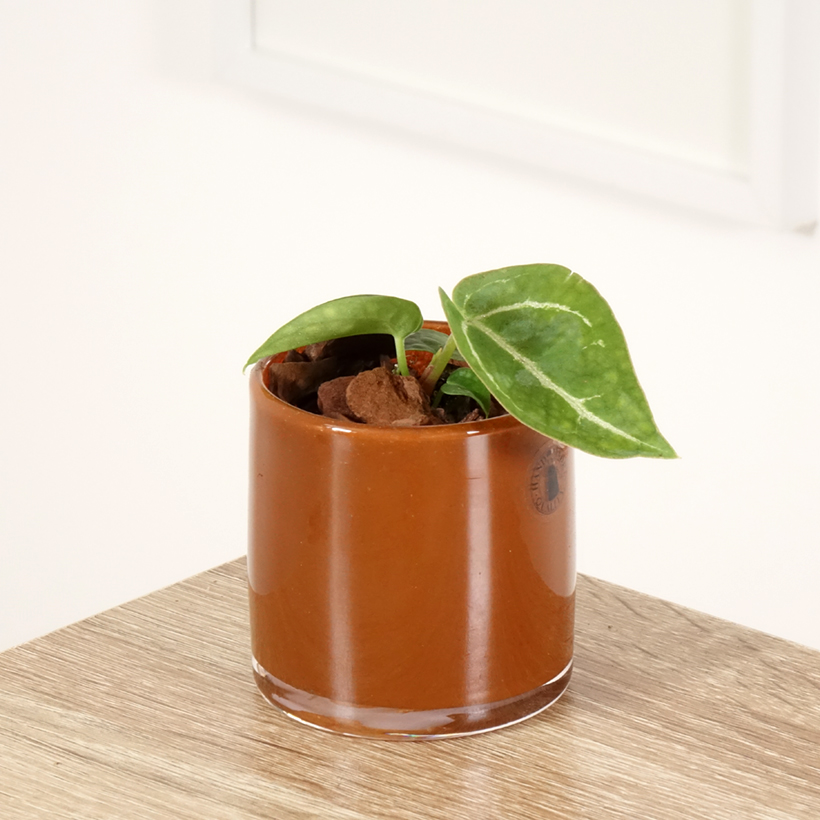 Anthurium Crystallium Hybride Compact - Élégance Sans Effort – La Green