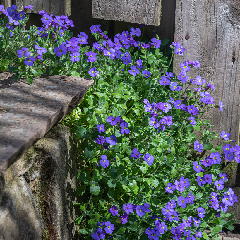 Aubrieta Cascade Blue - Aubriète à fleurs bleu lilas