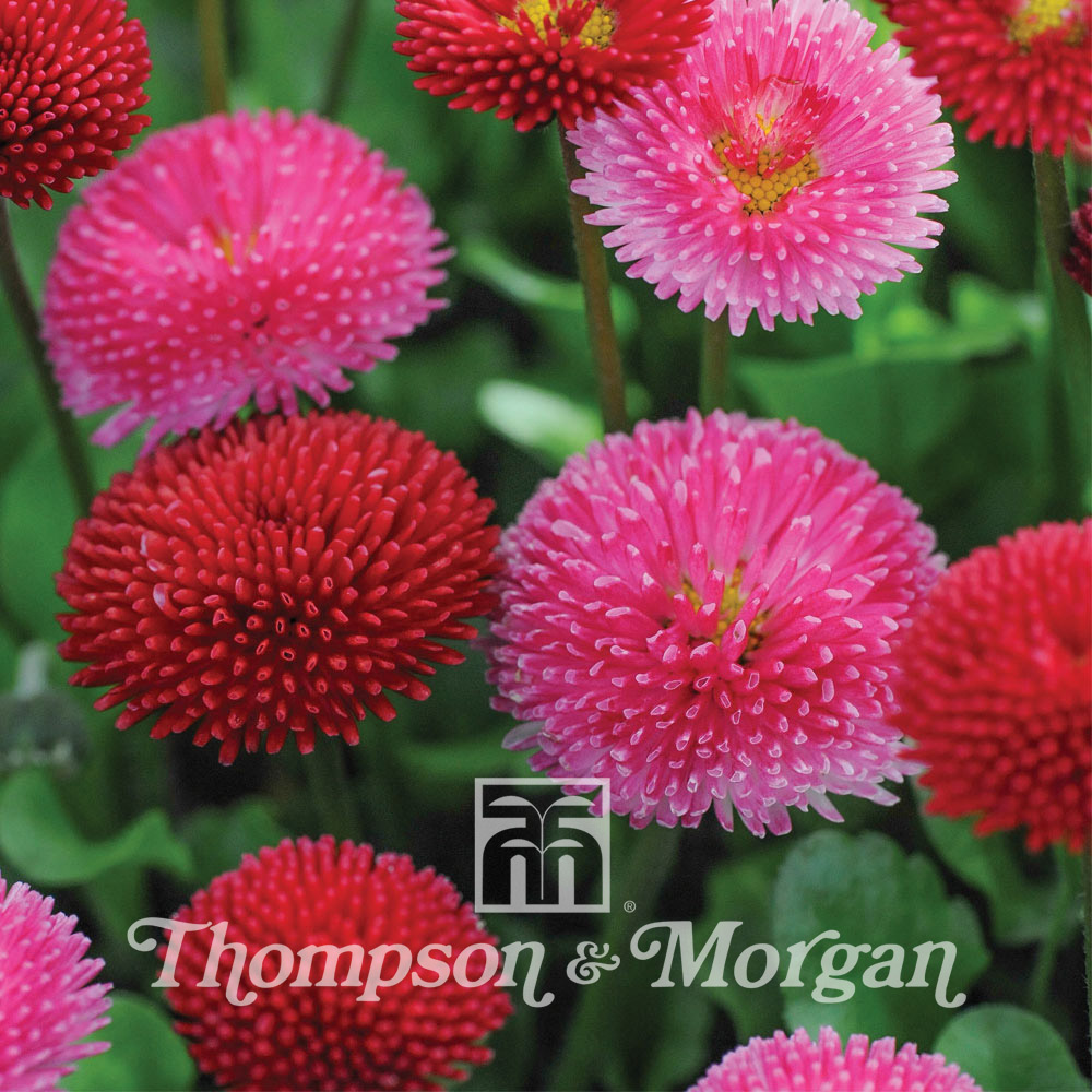 Graine de P querette Pomponette Mixed Bellis Perennis