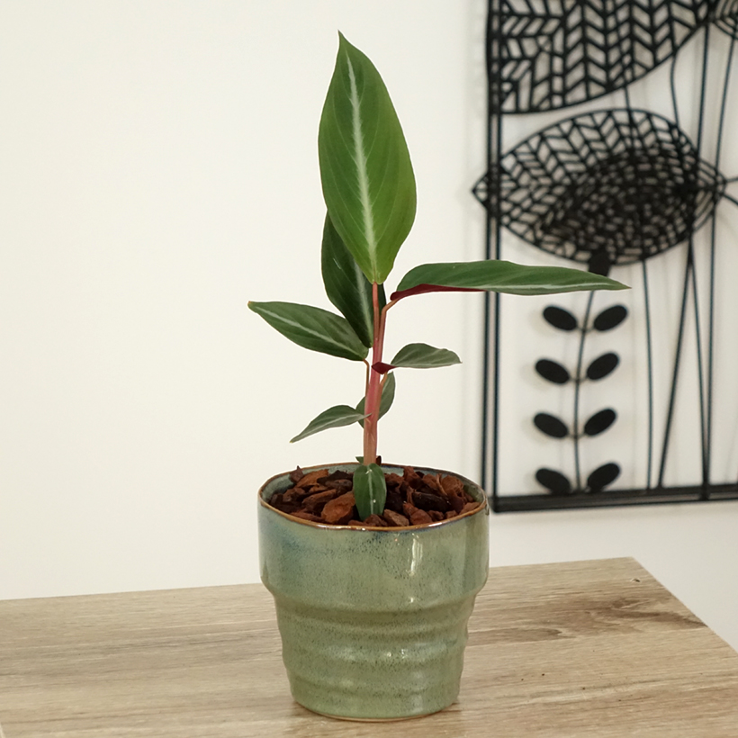 Calathea Médaillon – Plante D’Intérieur Feuillage Panaché 30-40 Cm – Purificatrice D’Air & Élégante