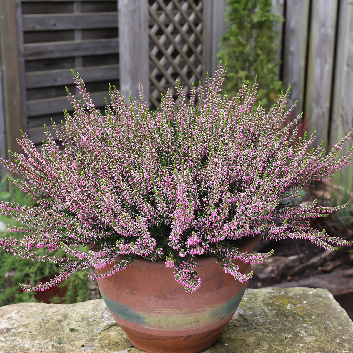 Bruyère Calluna Bicolore Rose Et Blanche - Plante Extérieure Rustique Jusqu'à 60 Cm | Pot 10.5 Cm - 11
