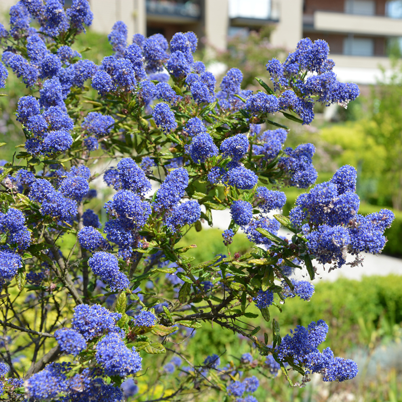 Céanothe Victoria En Pot - Le Lilas De Californie Parfait Pour Les Petits Jardins !