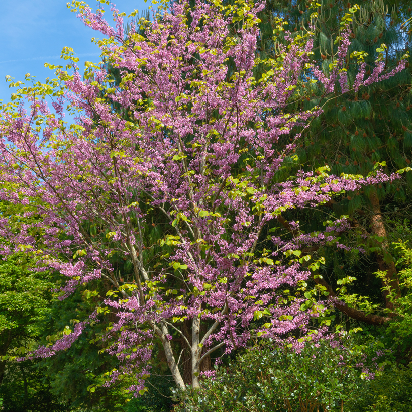 Cercis Canadensis - Gainier Du Canada - Godet 6-10 Cm - Arbre Ornemental Rose Printanier