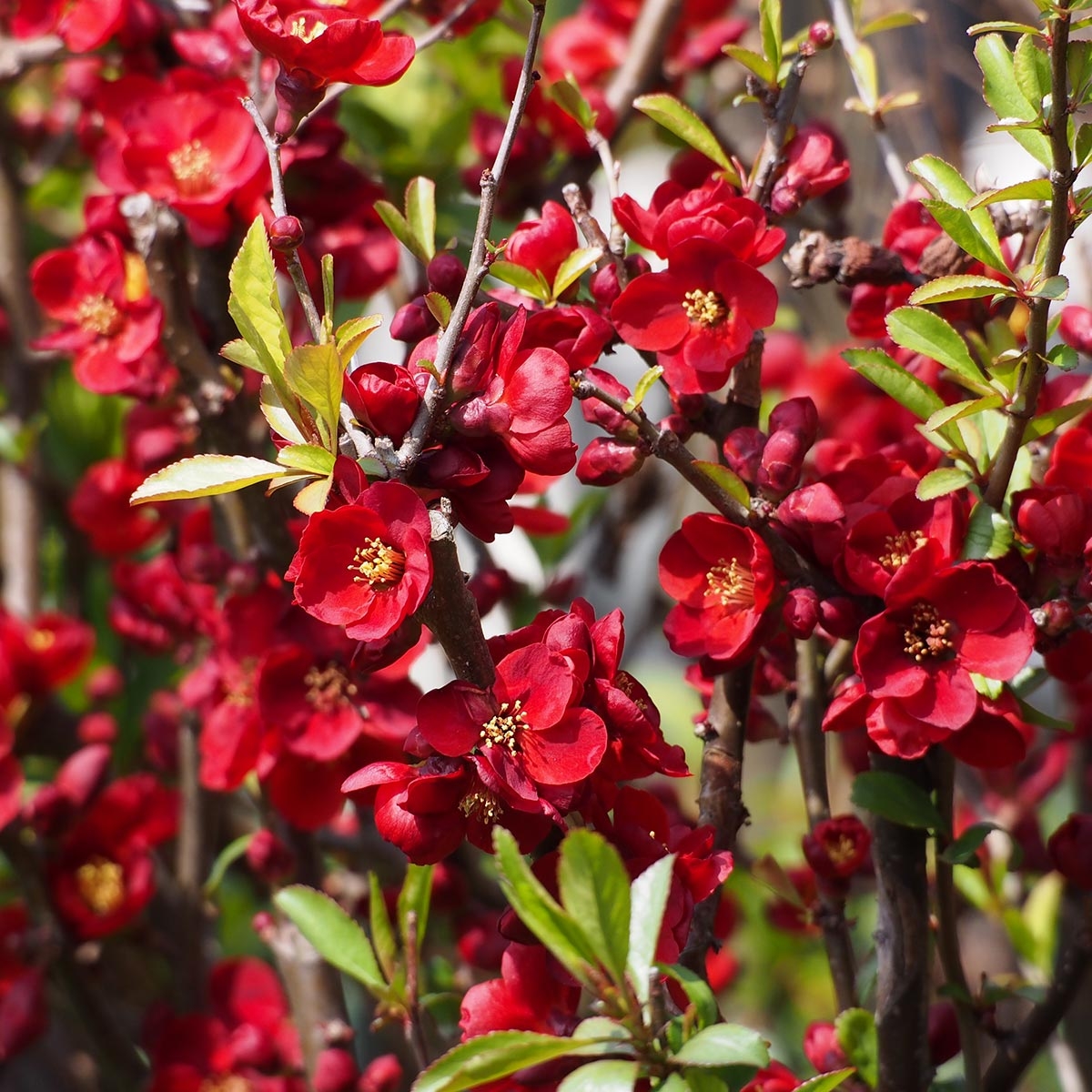 Chaenomeles X Superba 'Crimson And Gold' - Cognassier Du Japon Rouge - Conteneur 7 à 10 Litres