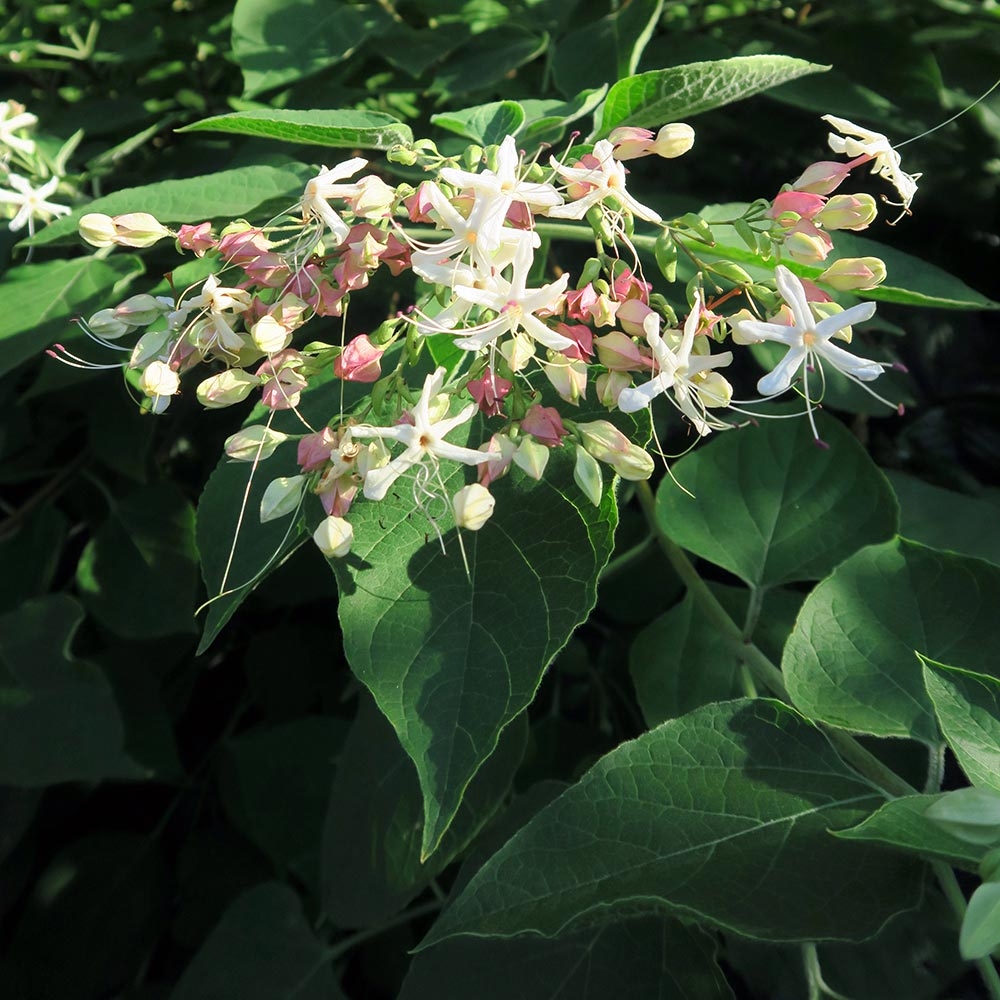 Chance Tree Clerodendrum Trichotomum Fargesii