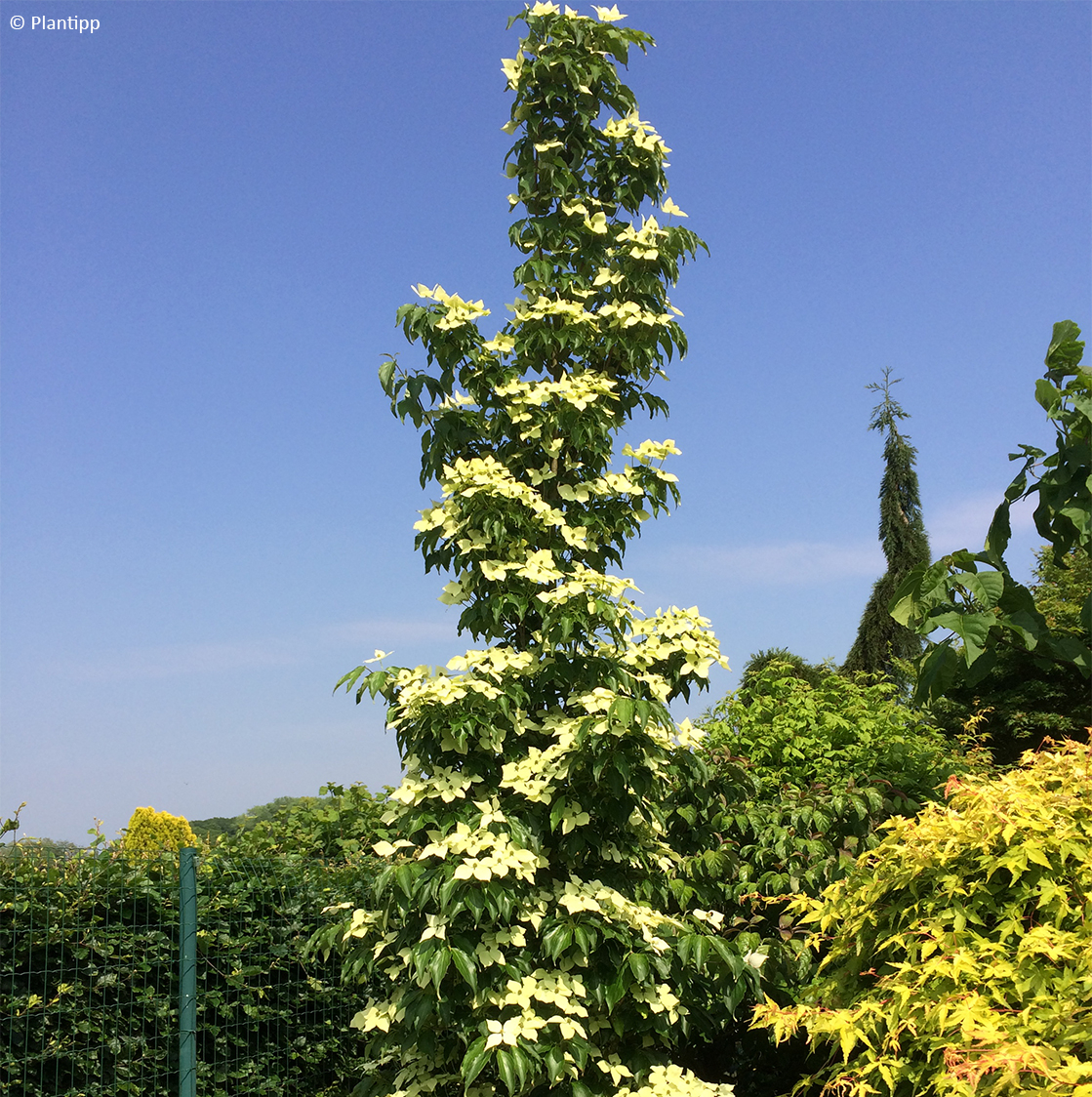 Cornouiller Du Japon 'Chinensis' – 3 Plants 50-60 Cm En Pot – Floraison Blanche Rosée Majestueuse & Automne Écarlate