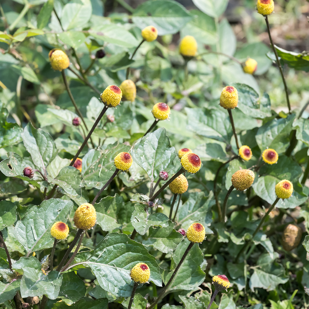 Graines De Brède Mafane (Spilanthes Oleracea) – Env. 250 Semences – Cresson De Para Piquant – Magic Garden Seeds