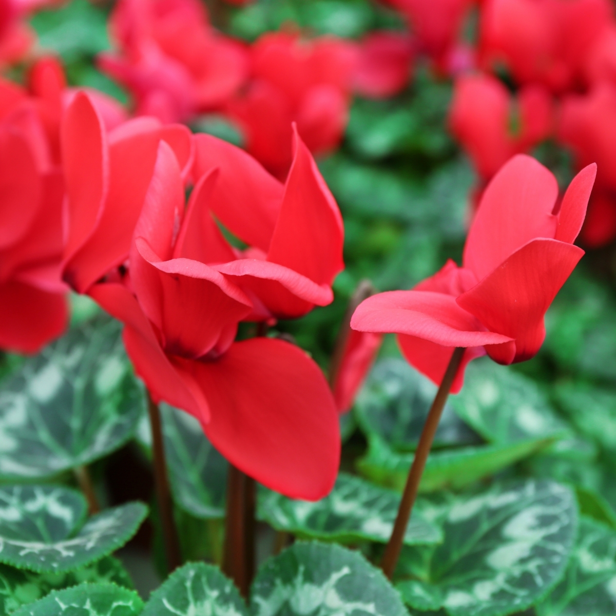 Cyclamen de Perse blanc