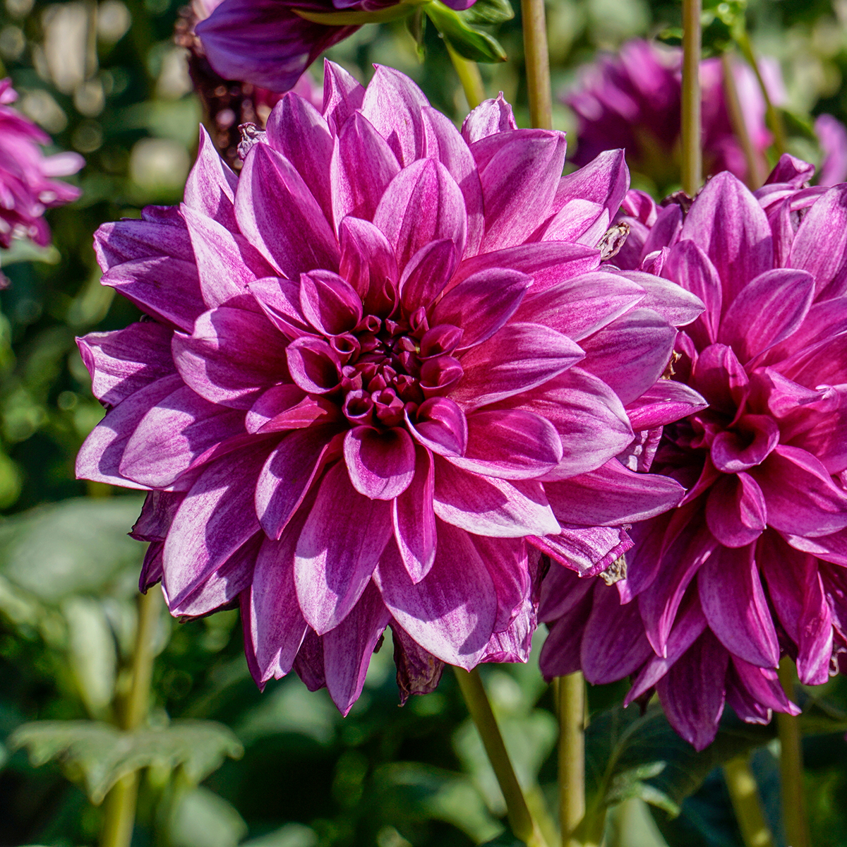 Dahlia decoratif Blue Bell magnifiques fleurs bleu indigo