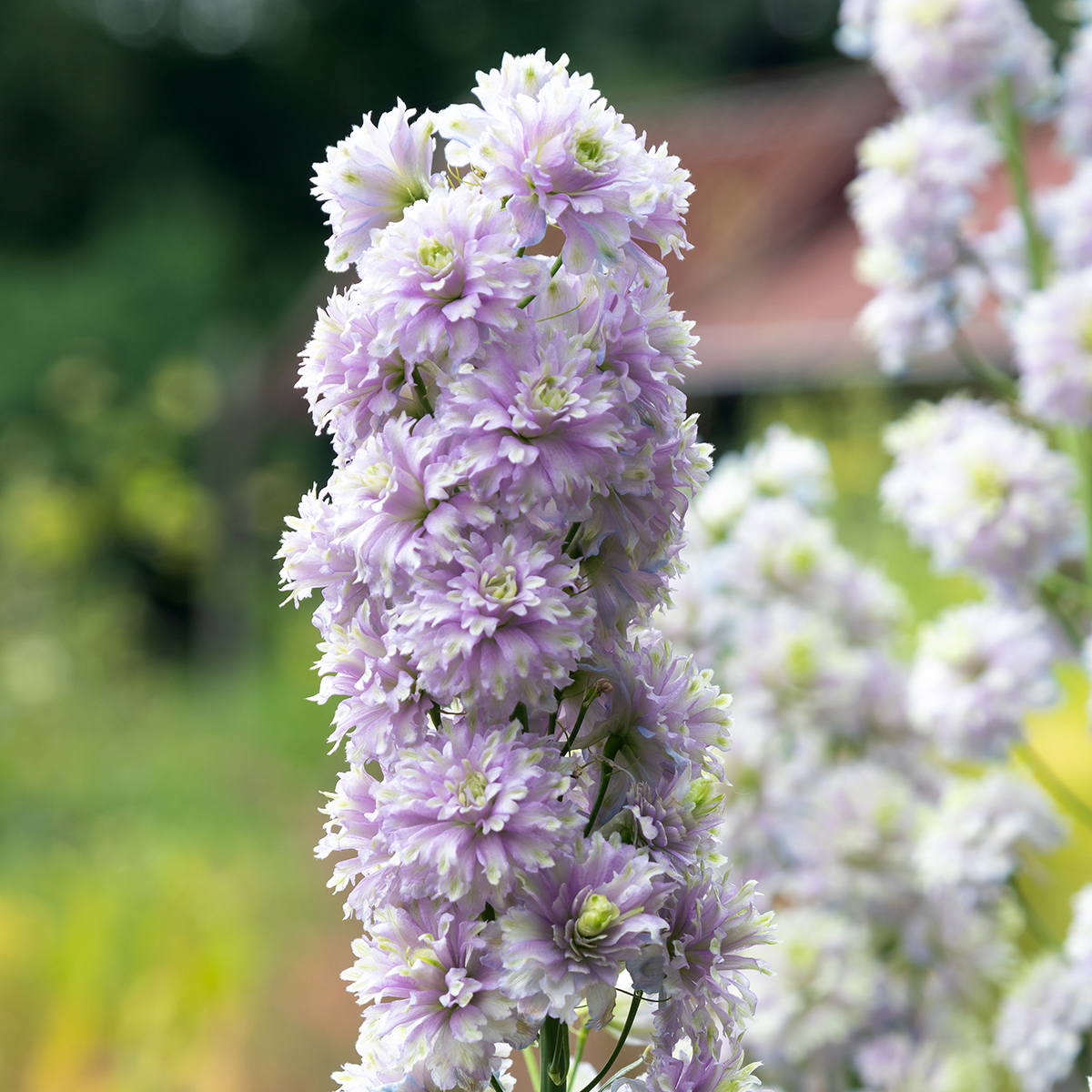Graines Delphinium Pied D'Alouette Bleu Violet - Vivace Géante Pour Massifs Et Bordures