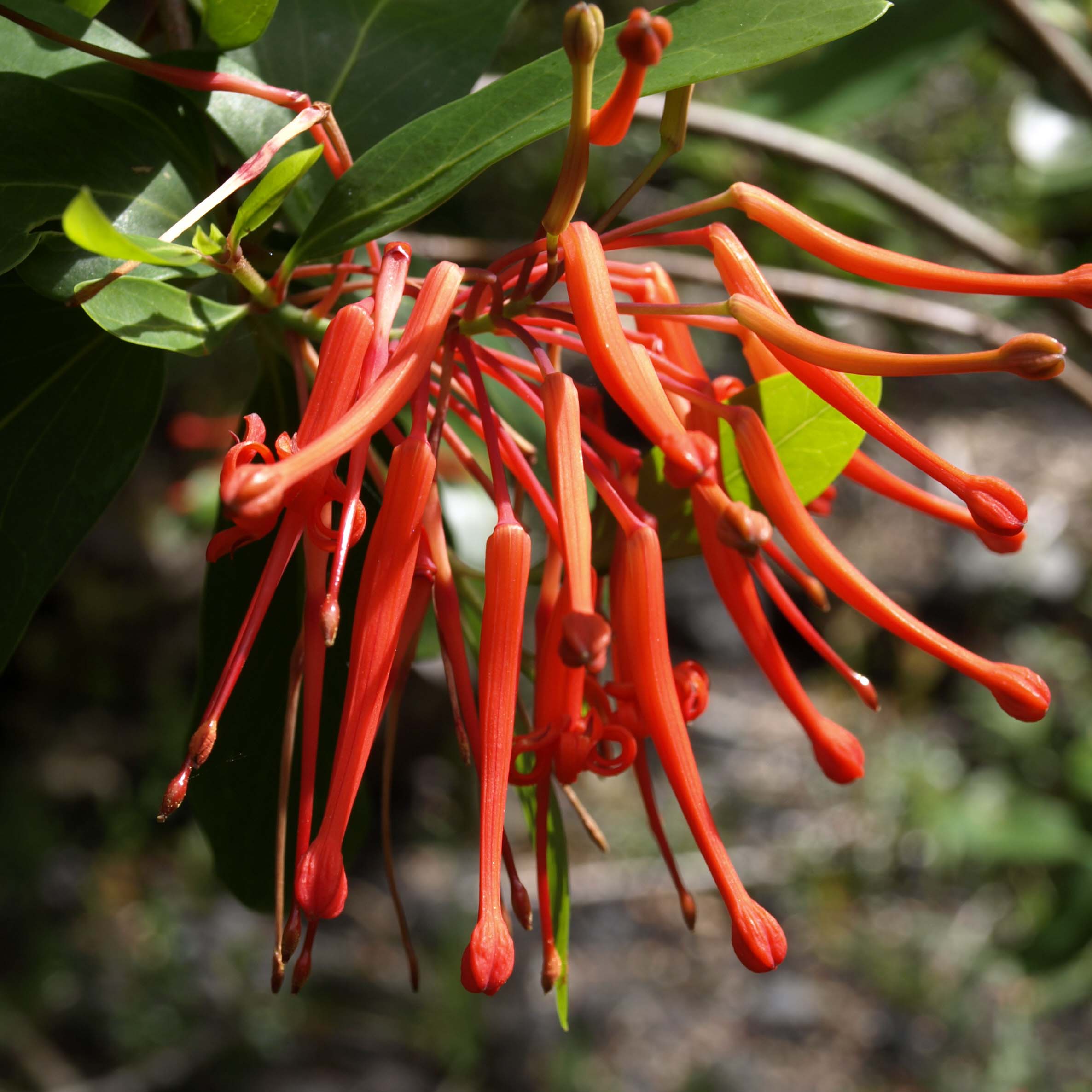 Embothrium coccineum Lanceolatum - Arbre de feu - Pot de 2L/3L (Hauteur  livrée env. 30/40cm)