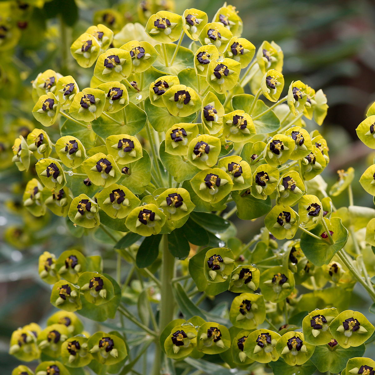 Euphorbe characias - Plante arbustive et persistante
