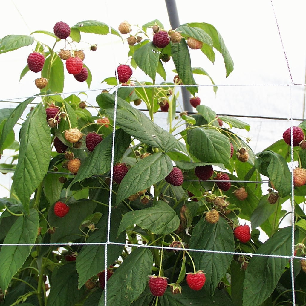 Framboisier Heritage certifié AB - Rubus idaeus remontant, à fruits fermes  moyens