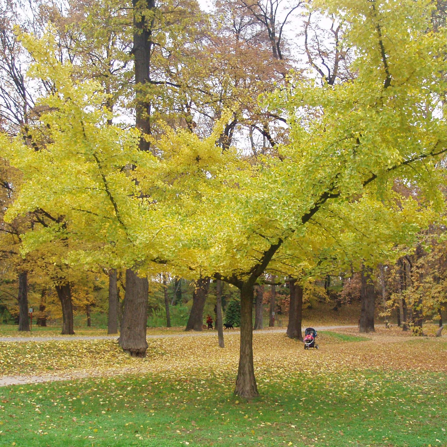 Ginkgo biloba Horizontalis Arbre aux quarante cus port tal