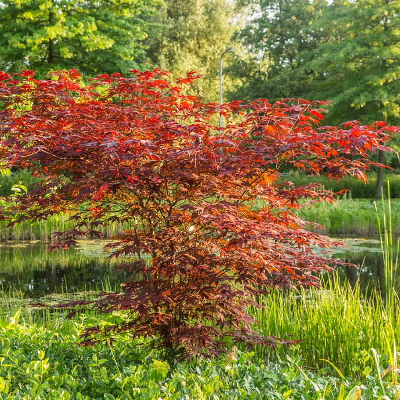 Graines D'Érable Du Japon Pourpre - Kit Cadeau Saflax | 20 Graines Acer Palmatum Atropurpureum + Instructions - 6