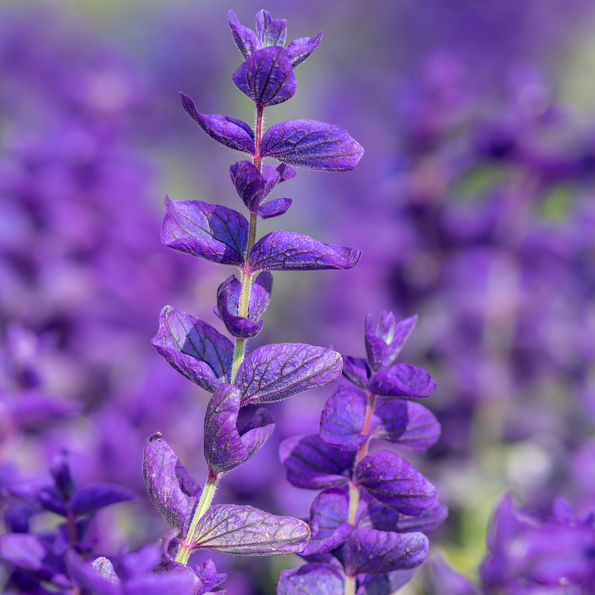 Graines De Salvia Superba 'Blaukönigin' (Reine Des Bleues) - Sauge Vivace Florifère - Lot De 30 Graines - 4