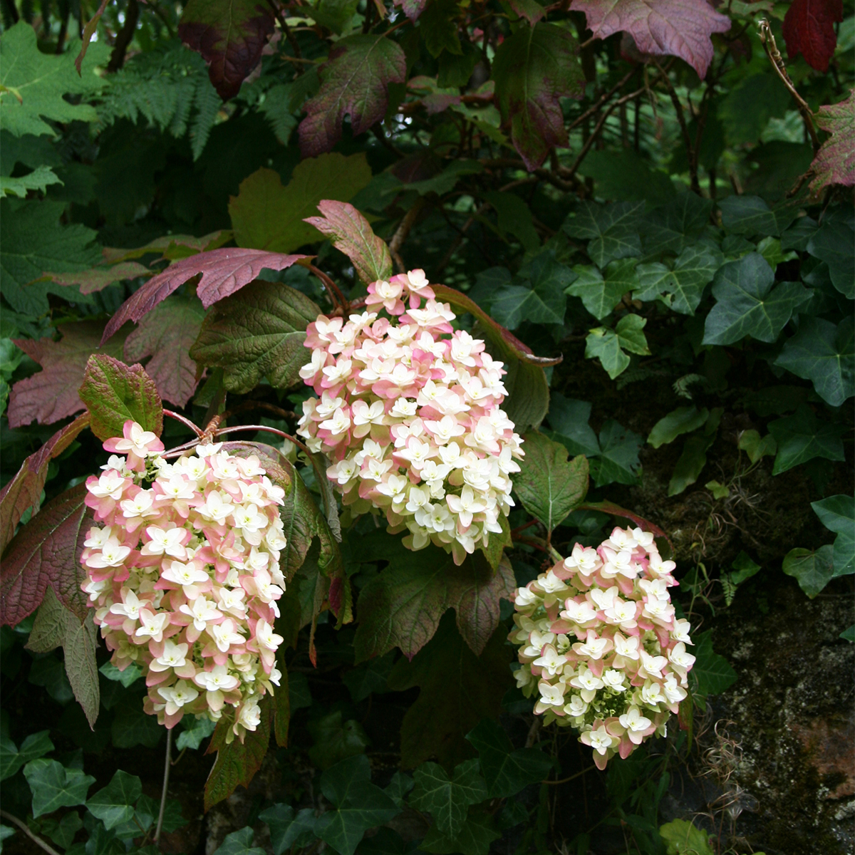 Hydrangea quercifolia Snowflake Hortensia floraison blanc anis
