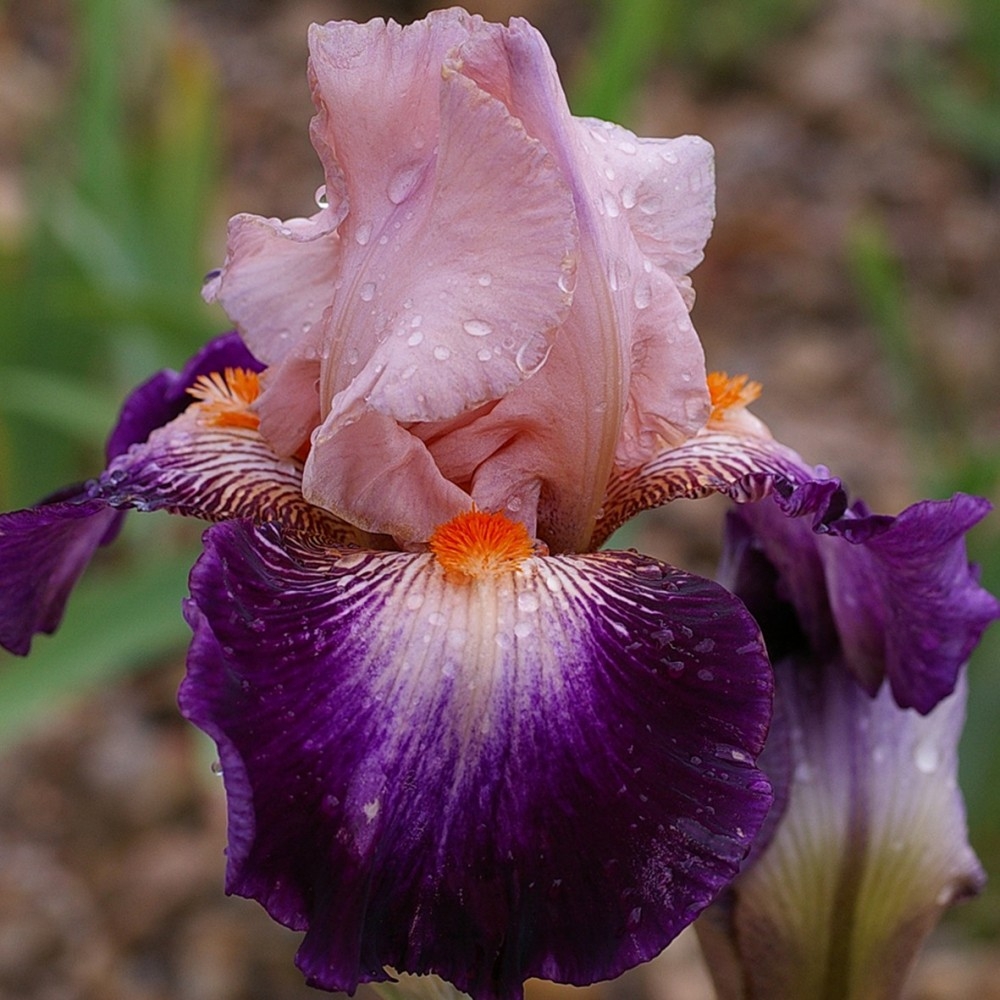Iris germanica Robe du soir - Grand Iris des Jardins bicolore rose clair et  violet pourpr