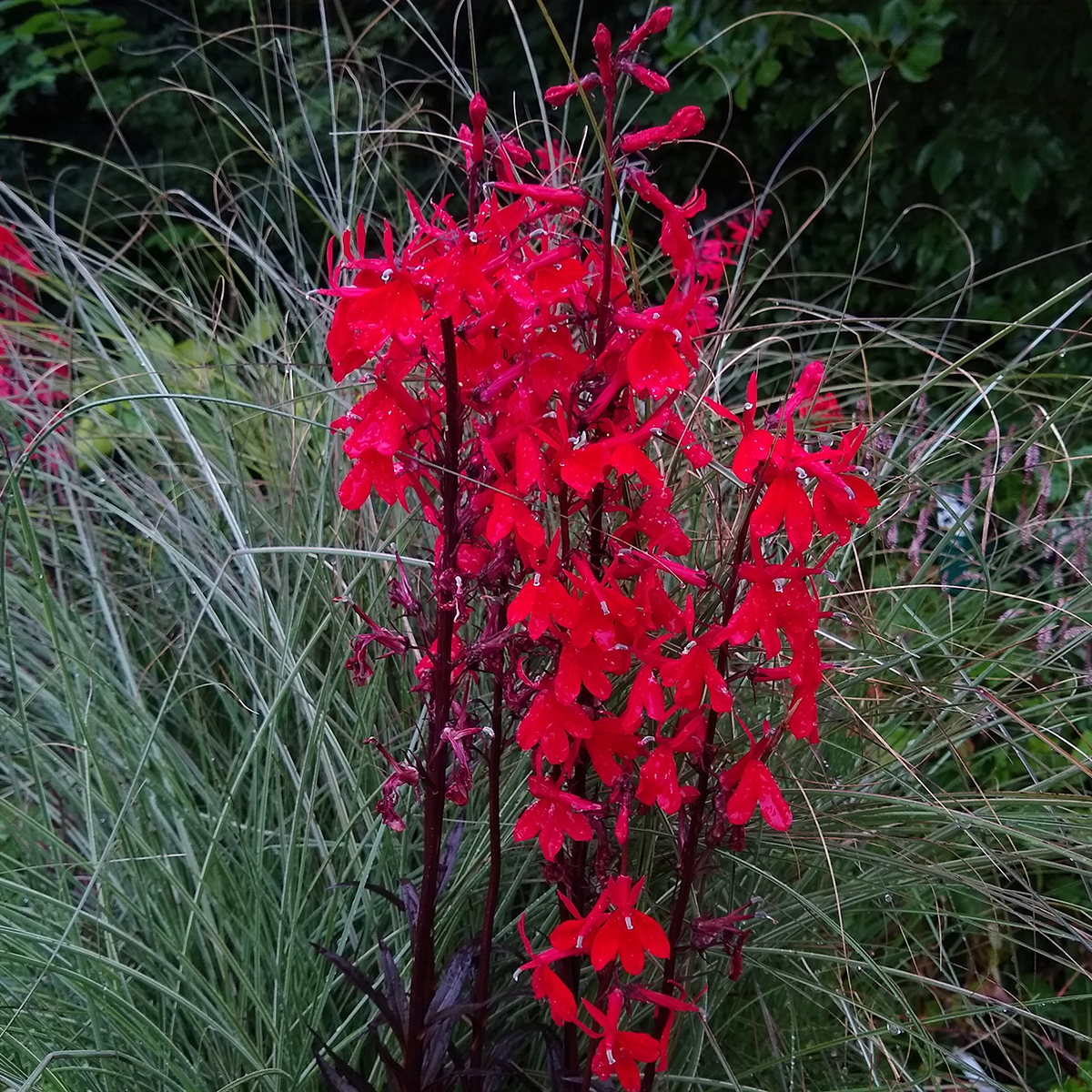 Lobelia Queen Victoria - Lot De 3 Plantes Aquatiques écarlates Pour étang - Pot 9 Cm - Rustique