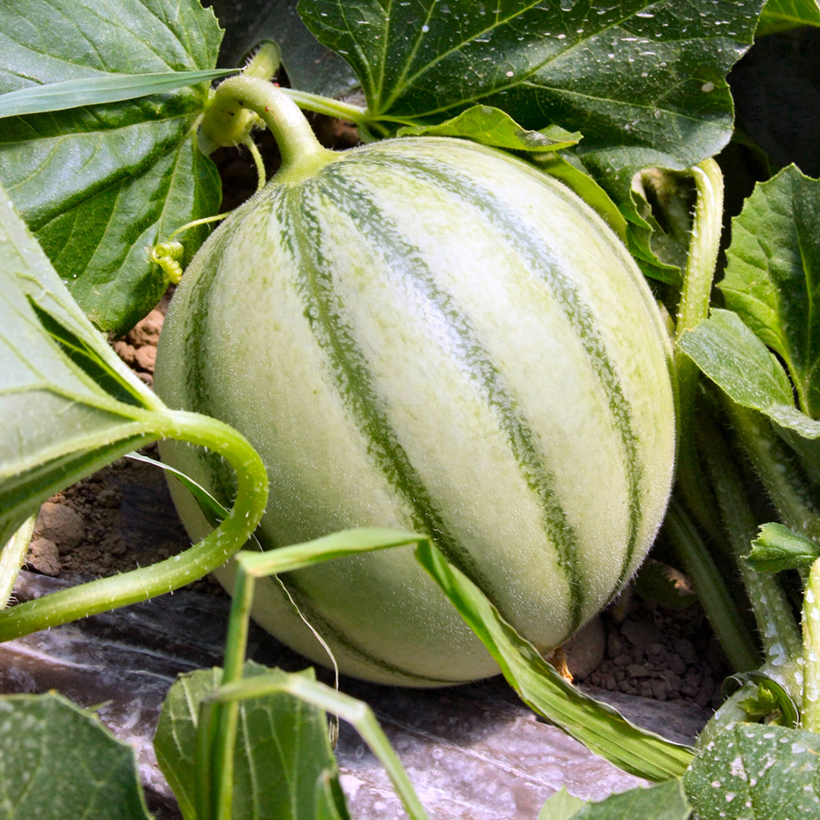 Graines De Melon Savor HF1 Vilmorin - Variété Sucrée, Parfumée, Résistante à L'éclatement - Sachet - 4