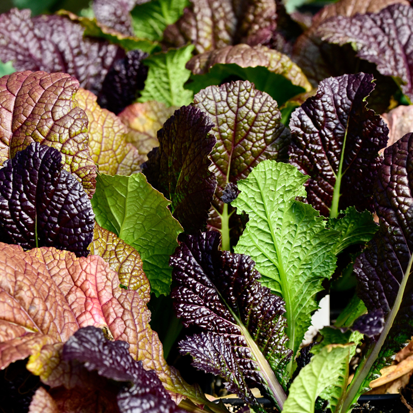 Lingot Moutarde Rouge Véritable - Recharge Naturelle Herbes Aromatiques Bio Pour Potager D'Intérieur