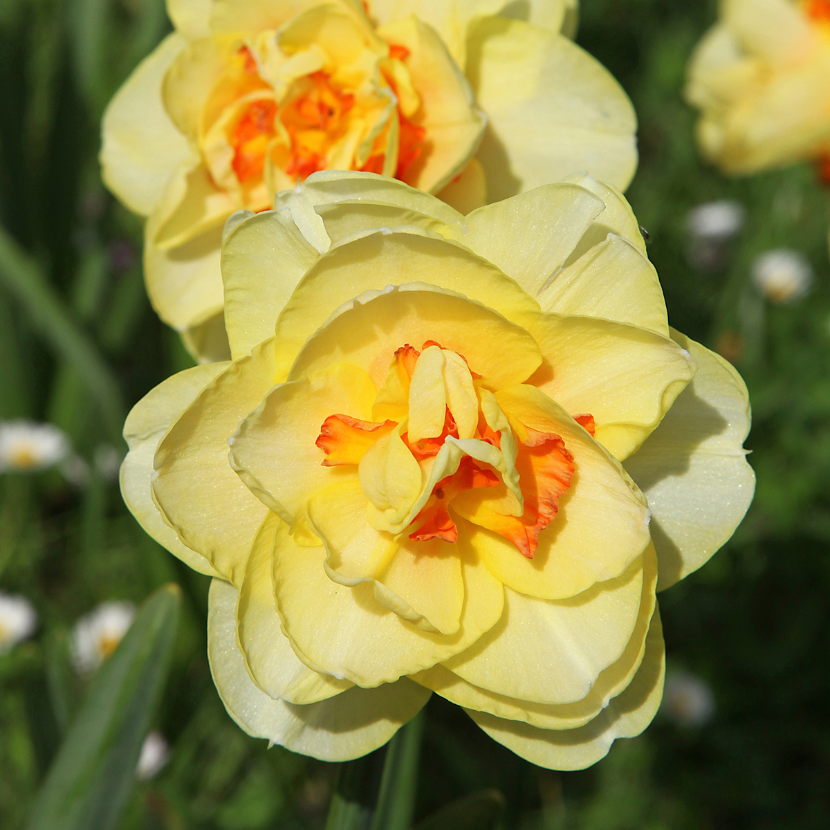30 Bulbes De Narcisse Tahiti Double - Fleurs Jaune Et Orange Éclatantes, Taille 12/14, Floraison Printanière Parfumée Et Résistante Au Froid - Direct Du Producteur