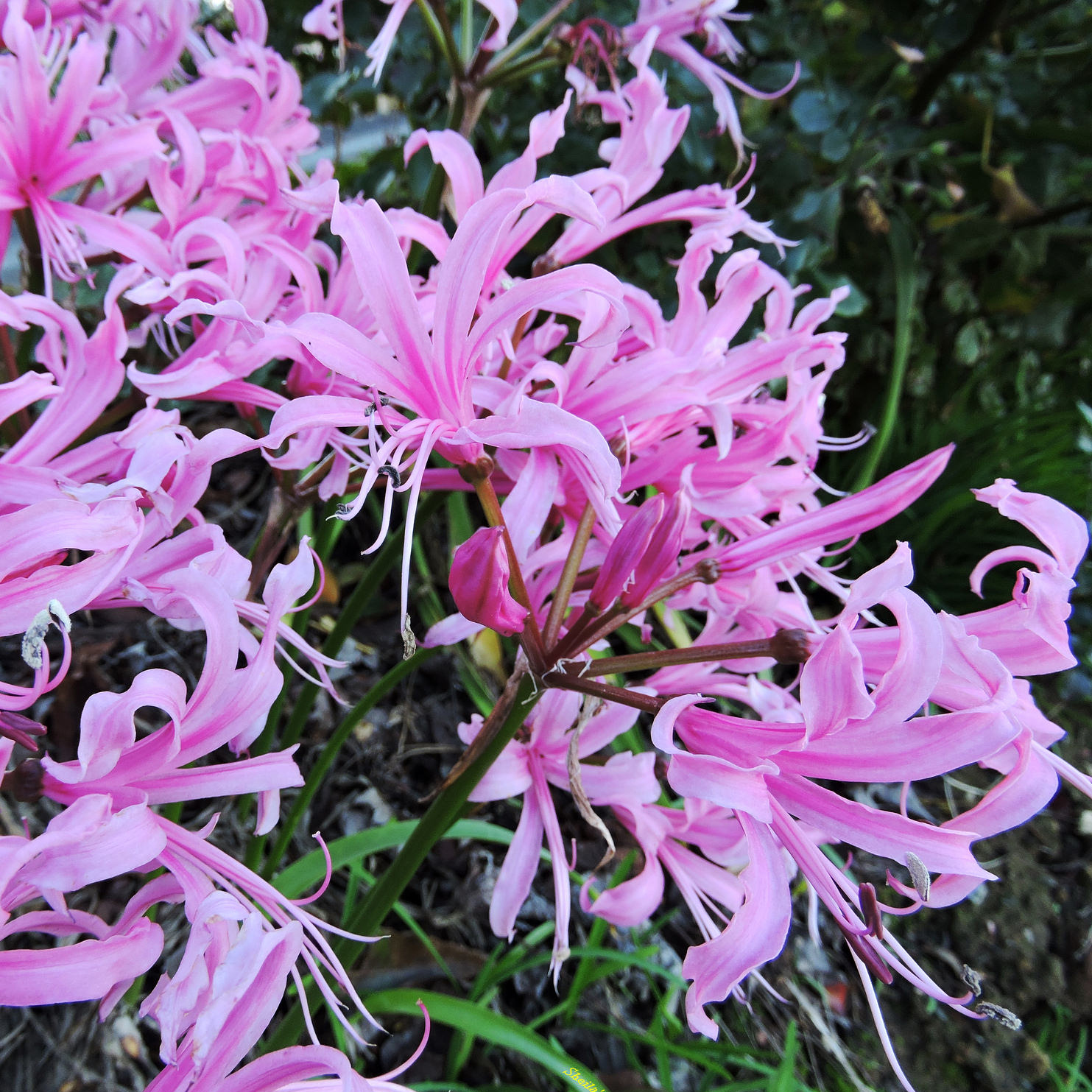 Nerine Mechanique