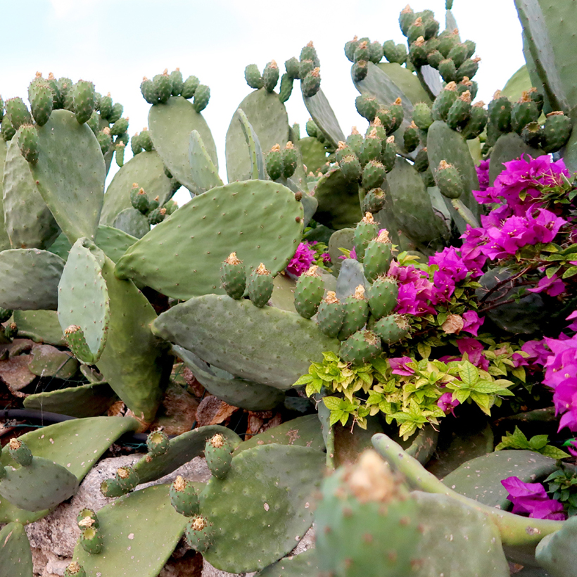 Opuntia Titania - Cactus raquette sans pines  port trs rig et  croissance rapide