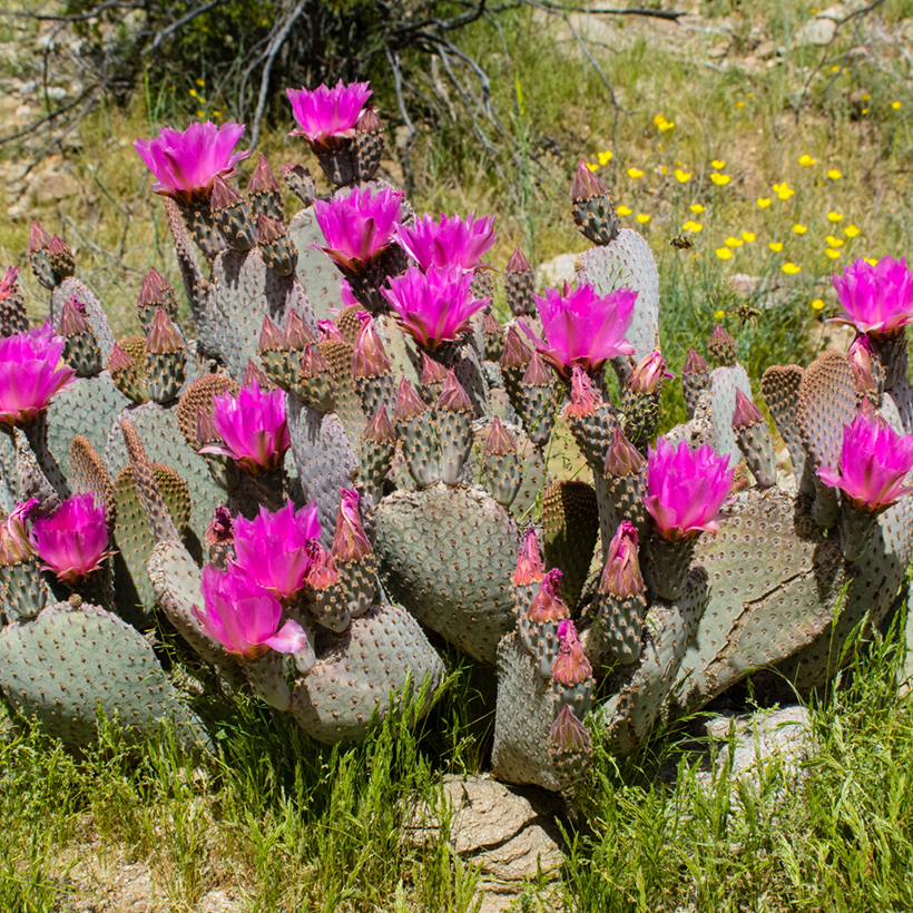 Opuntia basilaris - Cactus raquette  fleurs roses