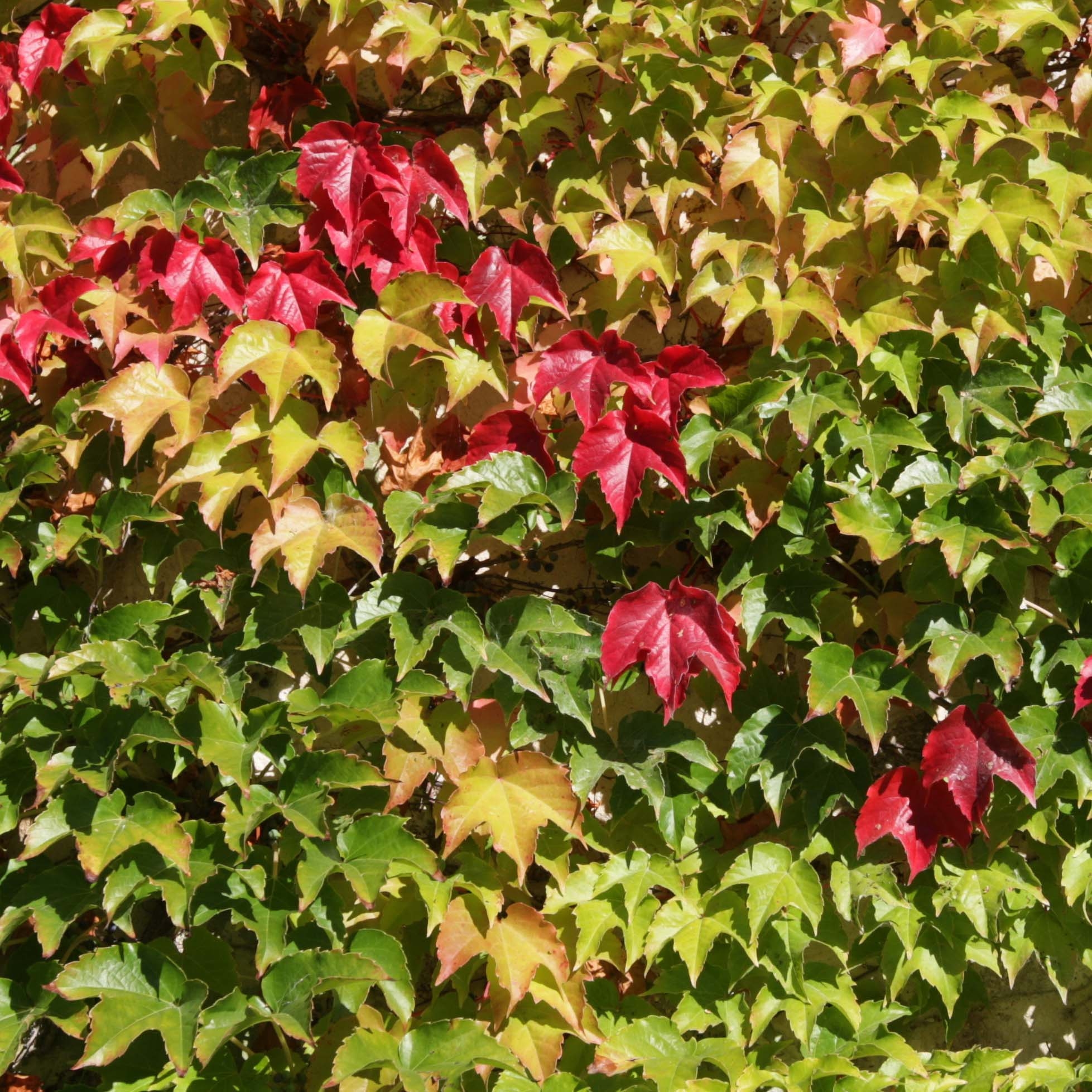 Basilic greffé à petites feuilles - Les arômes du grès