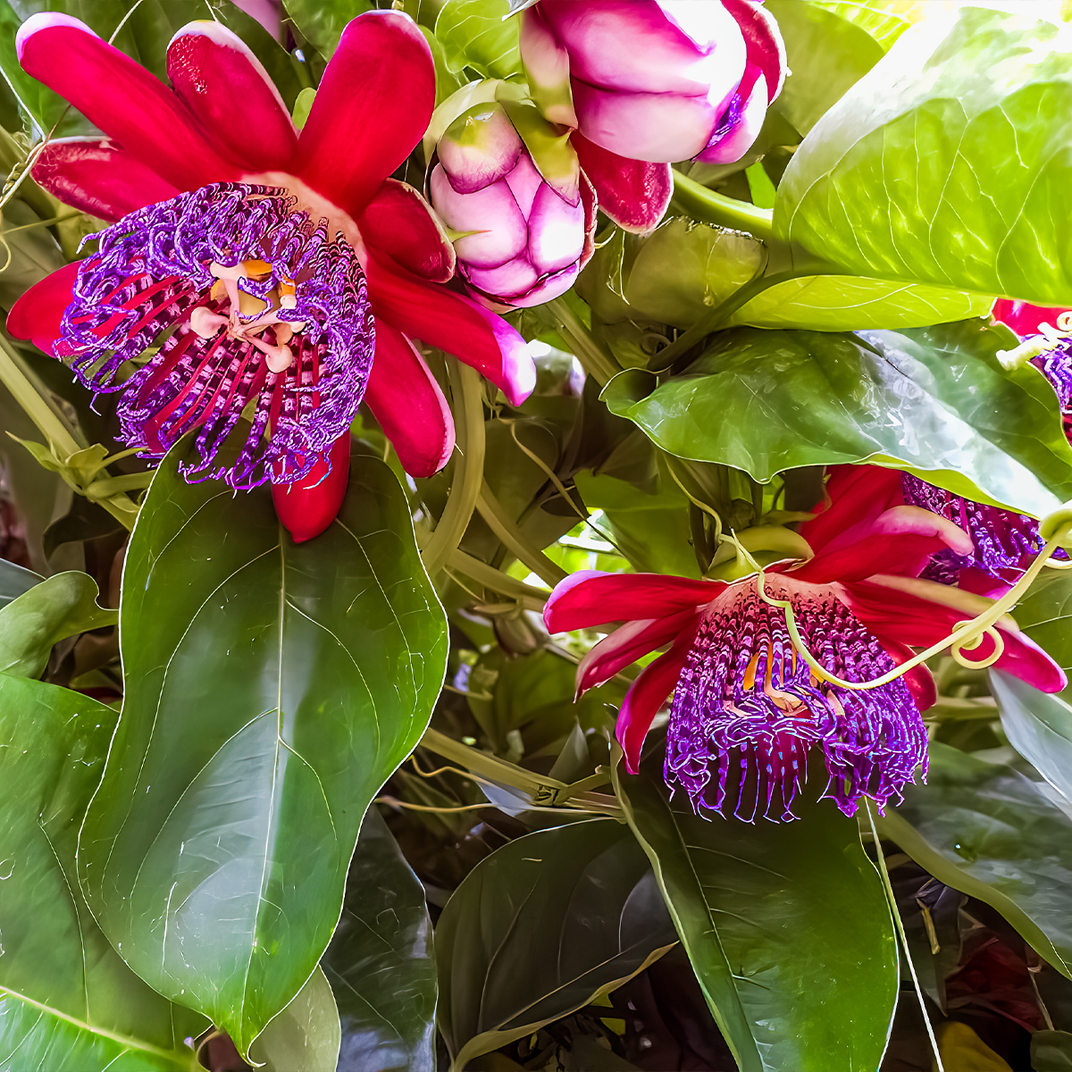 Passiflora 'Quadrangularis' : Barbadine à fruit comestible - Tijardin